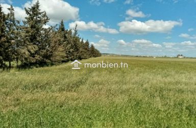 📍 À vendre terrain situé à Chaouat (Manouba)
