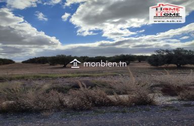 Terrain Agricole Haiza à Vendre à Kef