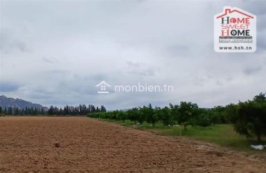 Terrain agricole Dalenda à vendre à Mornag