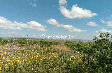 🌿 Ferme à vendre – 8,5 hectares