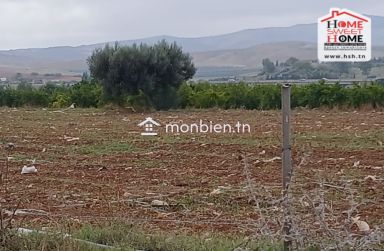Terrain Agricole Olivine à Vendre à Slouguia