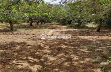 Un terrain de 950 m² à Hammamet à vendre 51355351