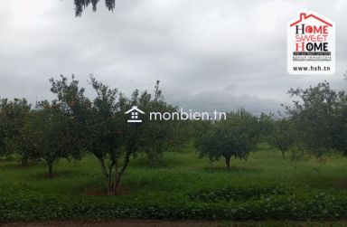 Terrain Agricole TerraNova à Vendre à Mornag