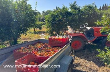 Ferme Beni Khaled 2 T1225 Nabeul