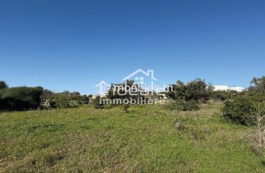 À vendre – 4 lots de terrain à Hammamet (Zone Craxi)