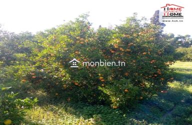 Terrain Agricole Florésia à Vendre à Menzel Bouzalfa