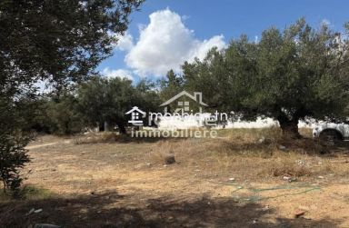 une occasion en or à Hammamet – Birbouregba