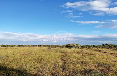 Terrain de 2700 m² à Hammamet Sud à vendre à 200 MD 51355351