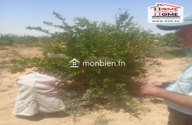 Terrain Agricole Souihli à Vendre à Awled Zayd Gafsa