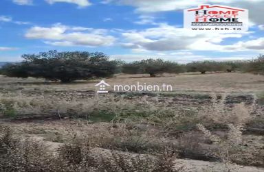 Terrain Agricole Haiza à Vendre à Kef